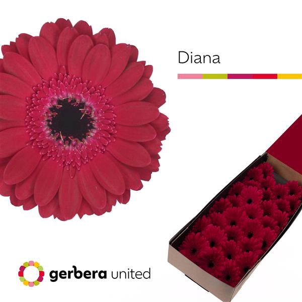 <h4>Ge Mi Diana Box United</h4>