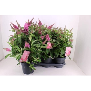 BUDD BFC LITTLE PINK