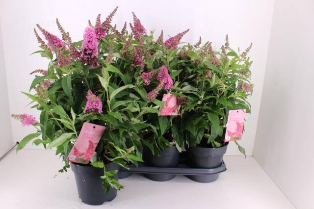<h4>BUDD BFC LITTLE PINK</h4>
