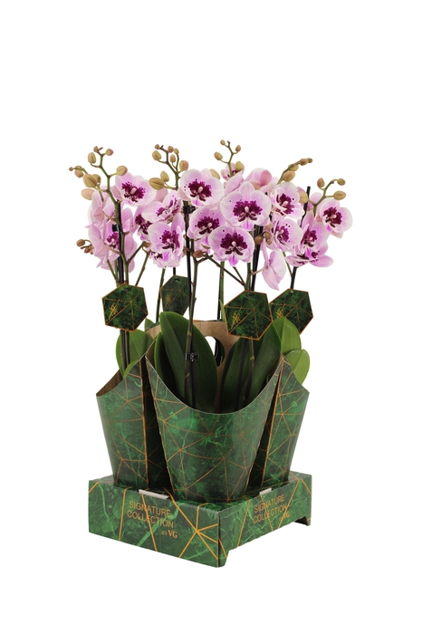 <h4>Signature Golden Nature Cover Phal Aladdin 2T16+</h4>