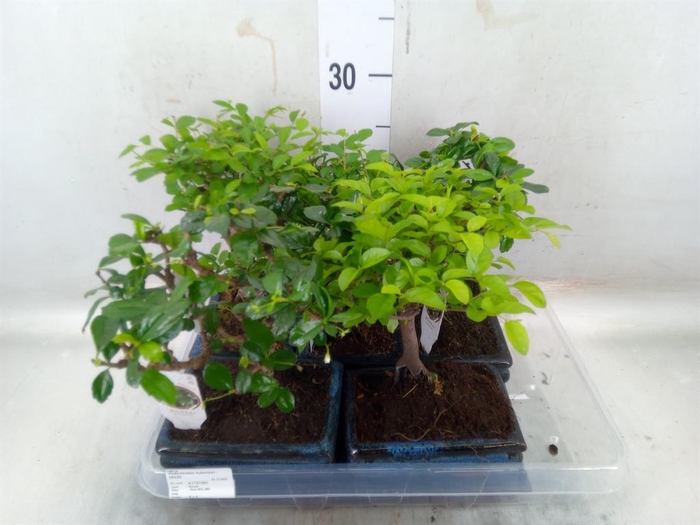 <h4>Bonsai   ...mix</h4>