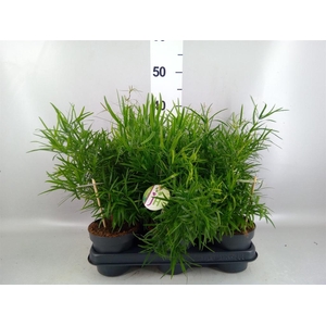 Asparagus falcatus