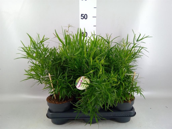 <h4>Asparagus falcatus</h4>