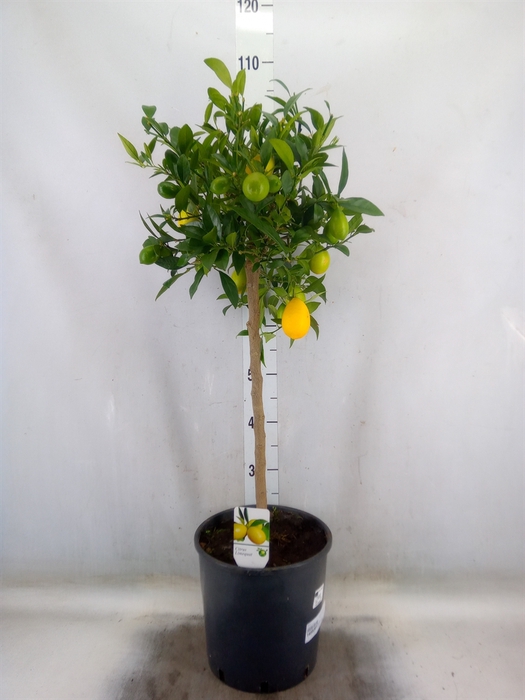 <h4>Citrus   ...</h4>