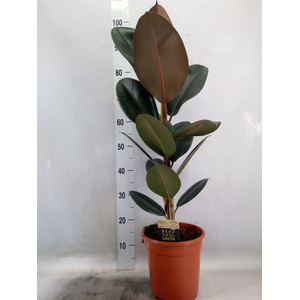 Ficus elastica 'Abidjan'