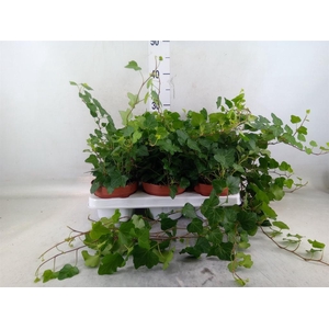 Hedera helix 'Wonder'