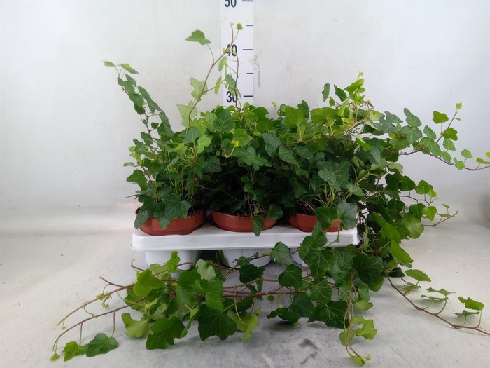 <h4>Hedera helix 'Wonder'</h4>