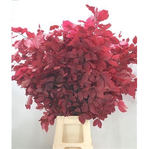 Dr Fagus Stab Lilla