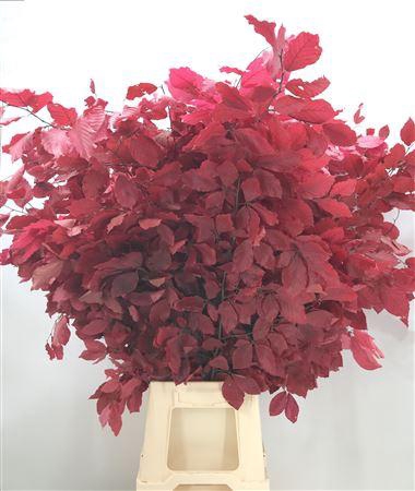 <h4>Dr Fagus Stab Lilla</h4>