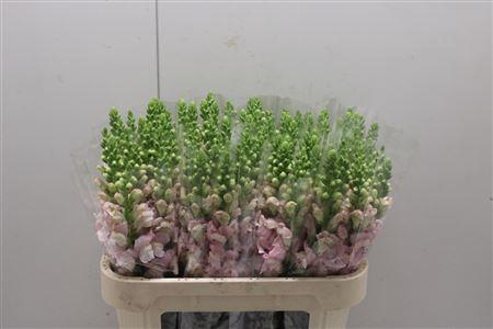 <h4>Antir Poto Pink</h4>