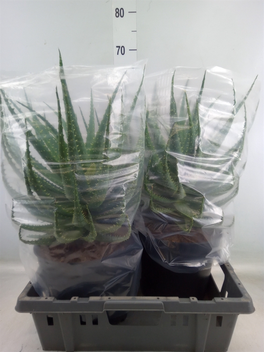 <h4>Aloe arborescens</h4>