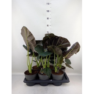 Alocasia   ...