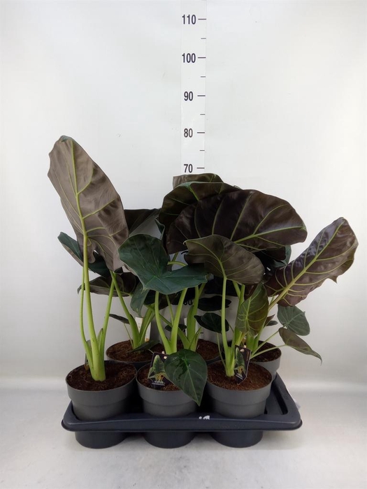 <h4>Alocasia   ...</h4>