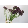 Allium Cherry