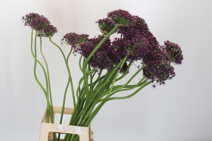 Allium Cherry