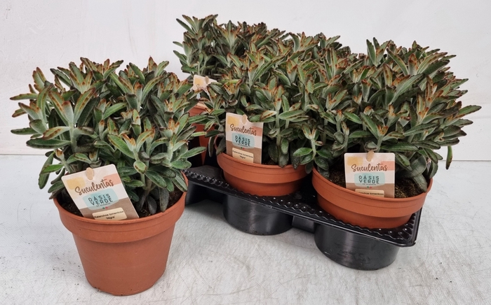 <h4>KALANCHOE TOMENTOSA</h4>