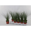 Juncus Ef Penc Grass