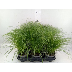 Cyperus alternifolius 'Zumula'