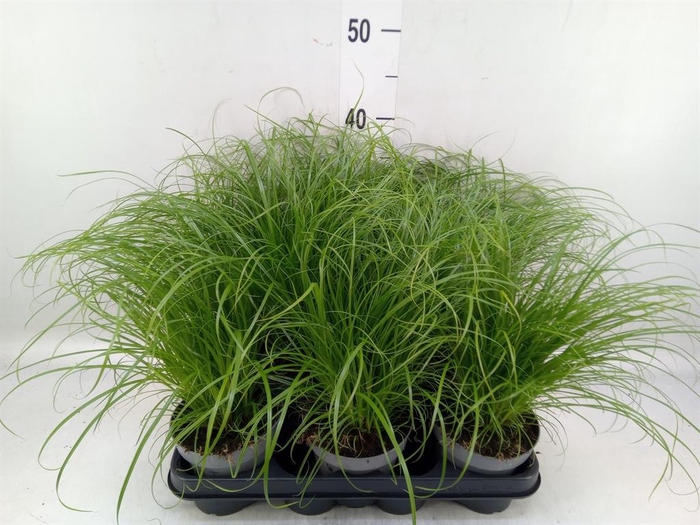 <h4>Cyperus alternifolius 'Zumula'</h4>