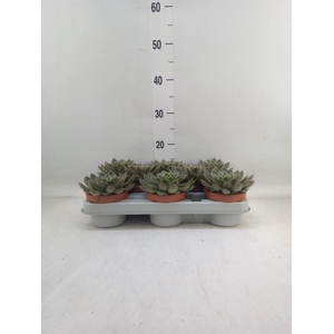 Echeveria   ...not flowering