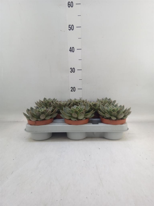 <h4>Echeveria   ...not flowering</h4>