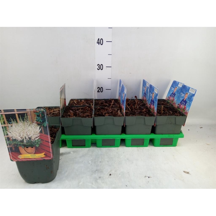 <h4>Astilbe ...</h4>