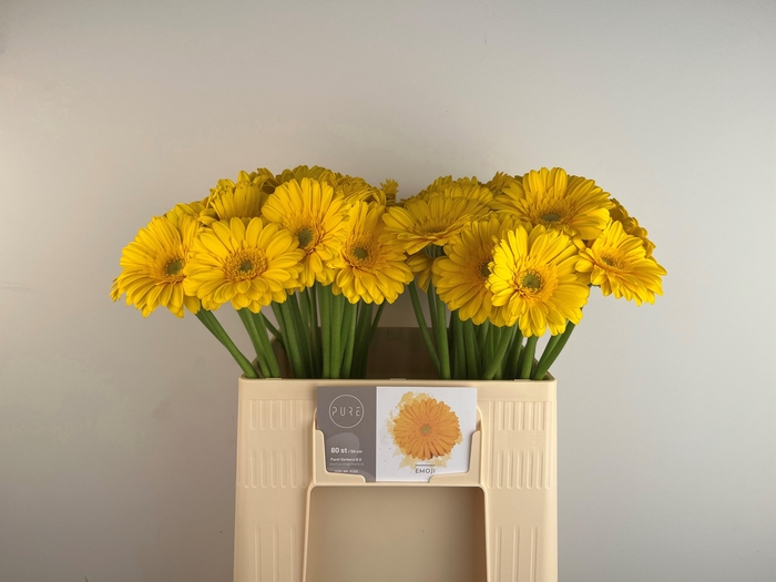 <h4>GE MI EMOJI</h4>