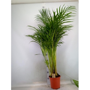 Dypsis lutescens   ...Chrysalidoca