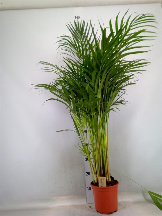 <h4>Dypsis lutescens   ...Chrysalidoca</h4>