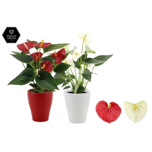 Anthurium 9 cm Red & White mix in Carly ceramics
