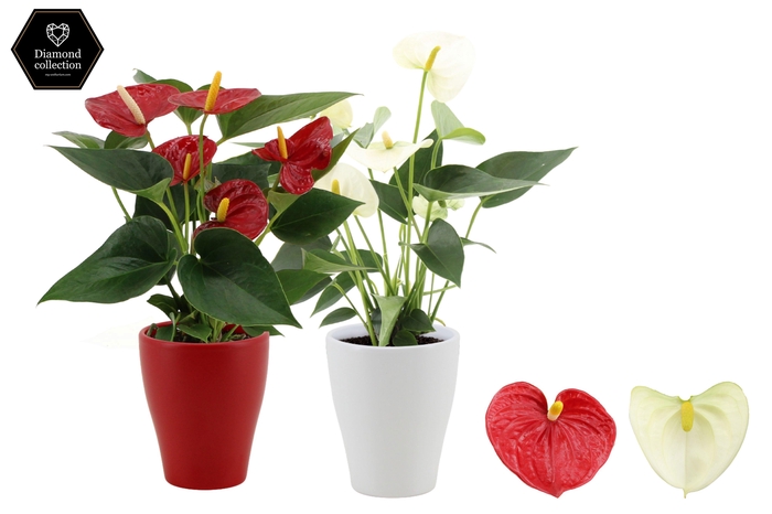 <h4>Anthurium 9 cm Red & White mix in Carly ceramics</h4>