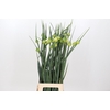 Allium porrum 'Kenton'