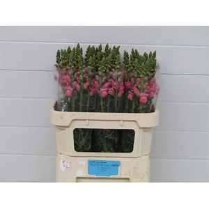Antir Poto Pink LJM Van Boxel
