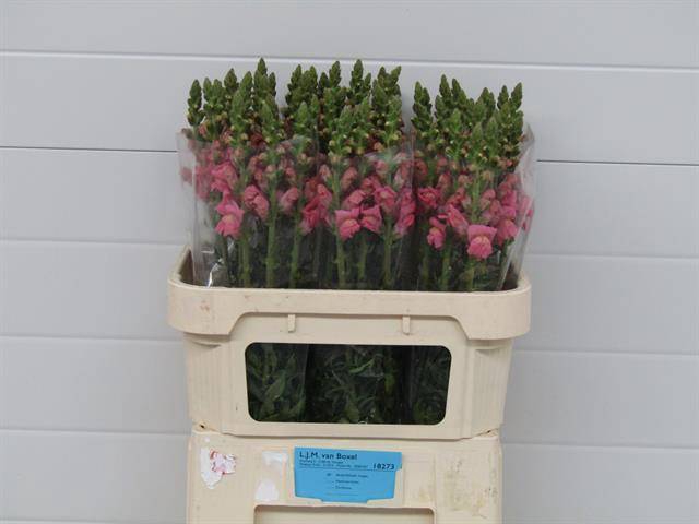 <h4>Antir Poto Pink LJM Van Boxel</h4>
