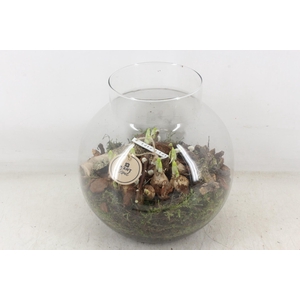 arr4 Narcis PL - Glas bol nek XL