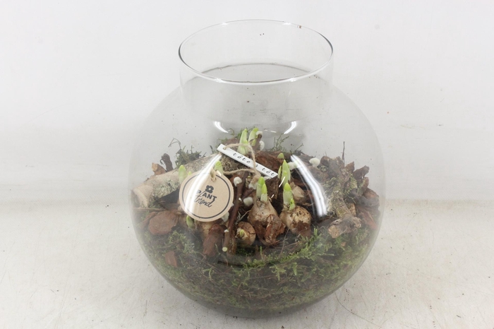 <h4>arr4 Narcis PL - Glas bol nek XL</h4>