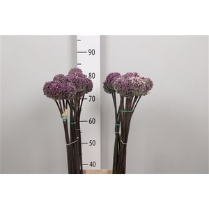 Allium Summer Drumme