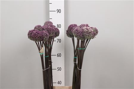 <h4>Allium Summer Drumme</h4>