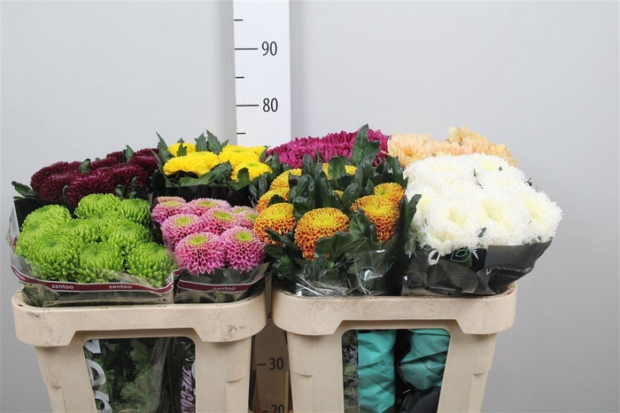 <h4>Chr G Sup Mix</h4>