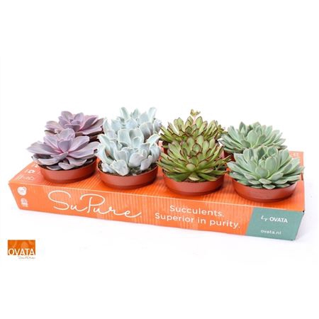 <h4>Echeveria Gemengd</h4>