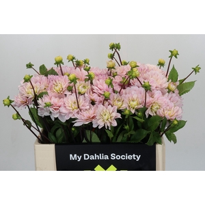 Dahlia Silver Years