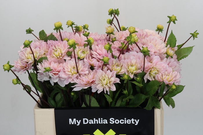 Dahlia Silver Years