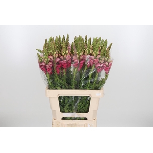 Antir Avignon C Rose