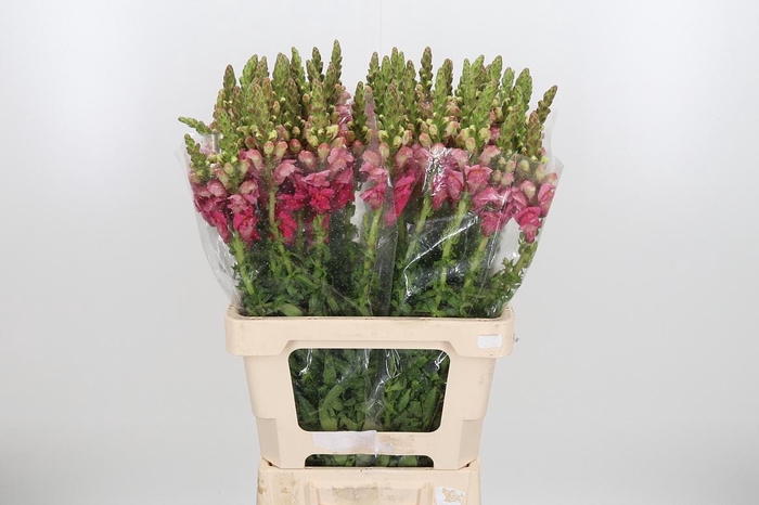 <h4>Antir Avignon C Rose</h4>