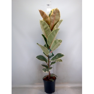 Ficus elastica 'Tineke'
