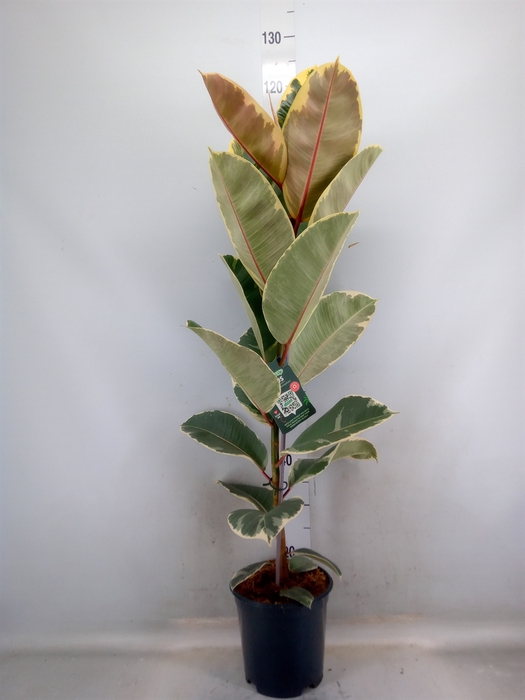 <h4>Ficus elastica 'Tineke'</h4>