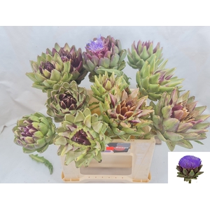 CYNARA SC GREEN GLOB