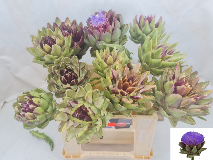 <h4>CYNARA SC GREEN GLOB</h4>