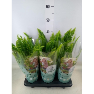 Nephrolepis exal. 'Green Lady'