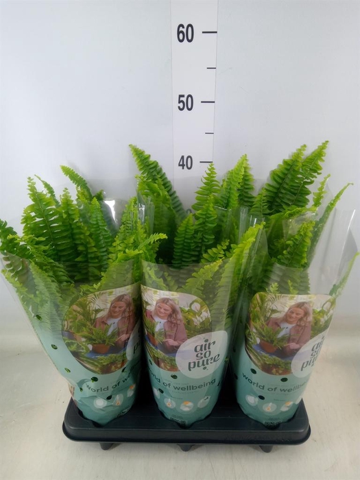 <h4>Nephrolepis exal. 'Green Lady'</h4>